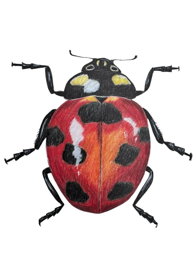 Alendo Coccinella