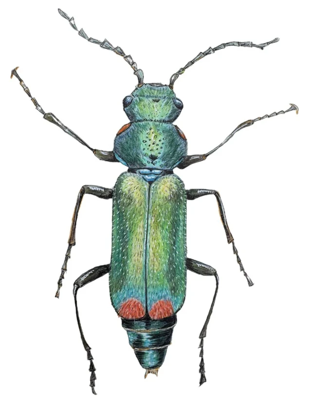 Moixó Malachius