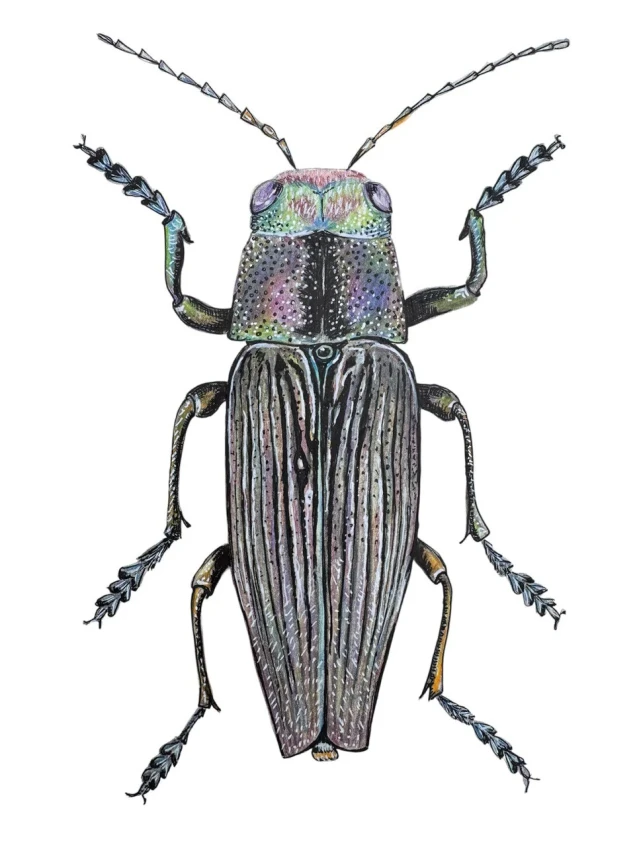 Brom Buprestis